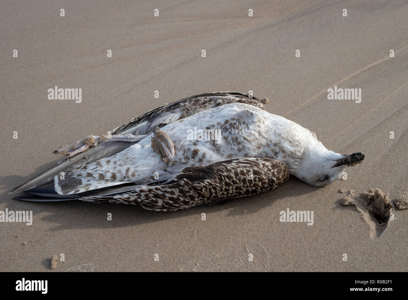 Le Seagull est mort sur la plage de sable de la mer. L'autre en Europe centrale. Saison de l'automne. Banque D'Images