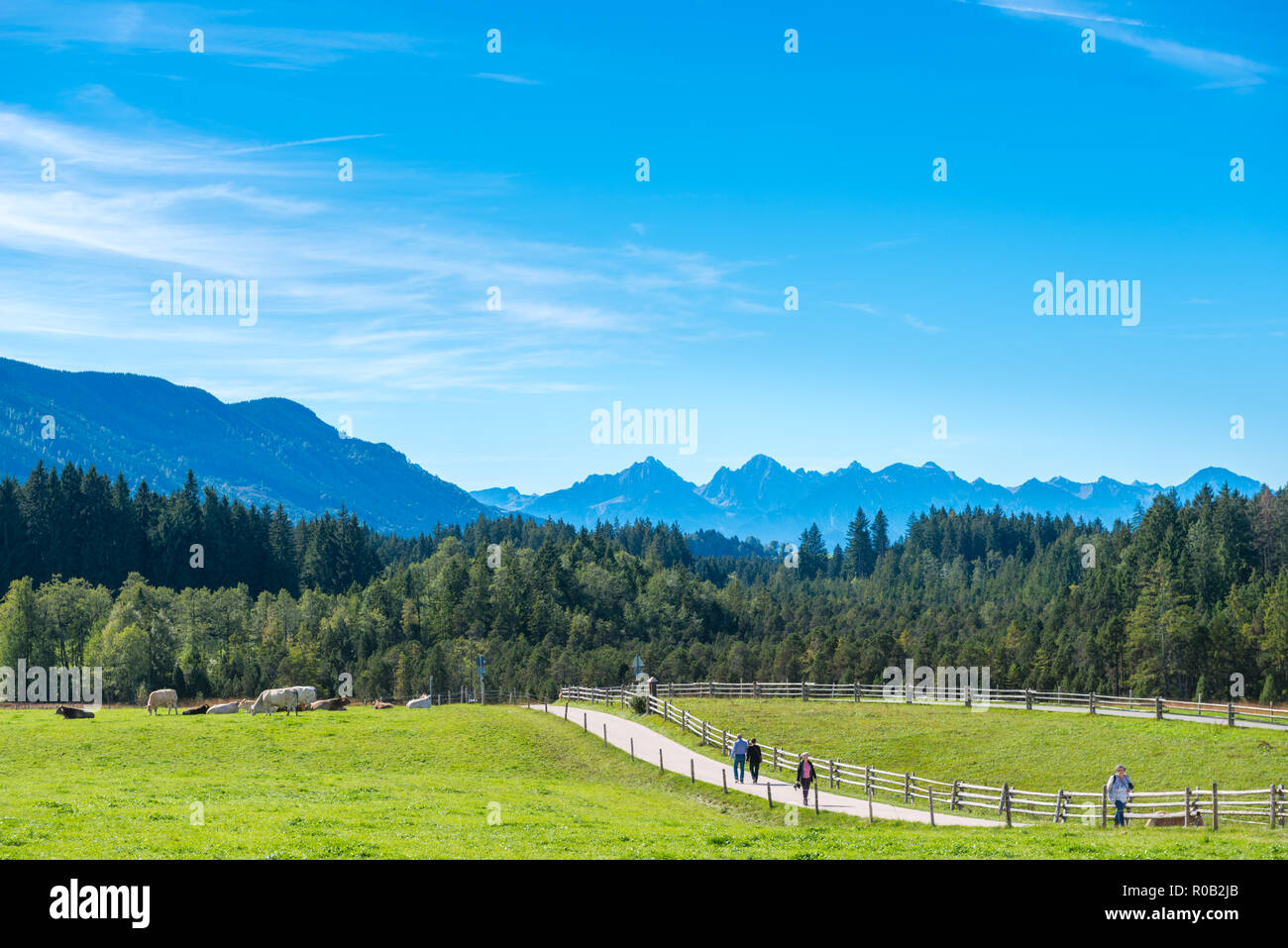 Un Rinderweide der Wieskirche, Wies, Steingaden, Bayern, Deutschland Banque D'Images