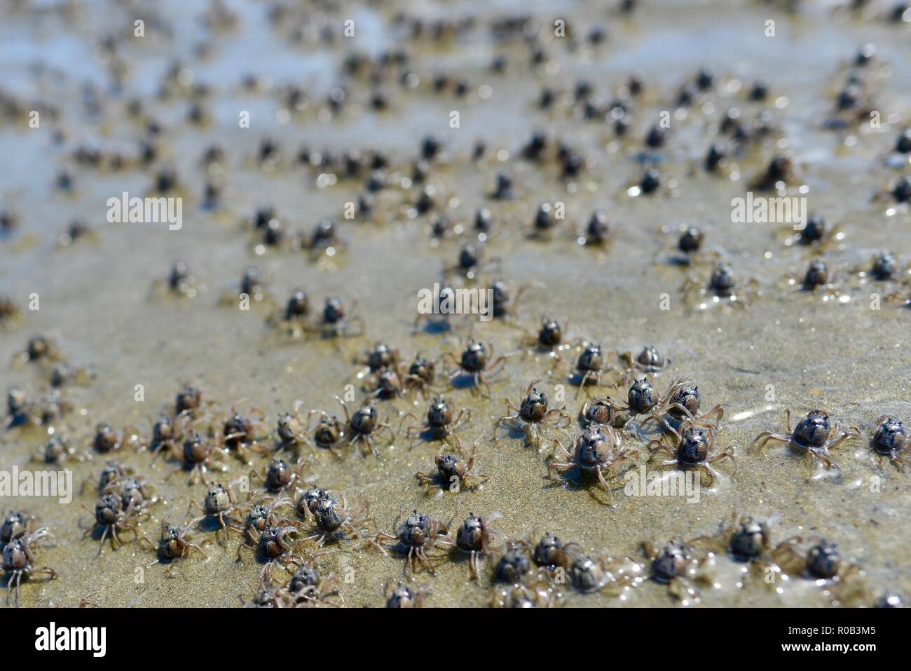 Les crabes Mictyris longicarpus soldat en marche le long d'une plage à marée basse, Balgal beach, Queensland, Australie Banque D'Images