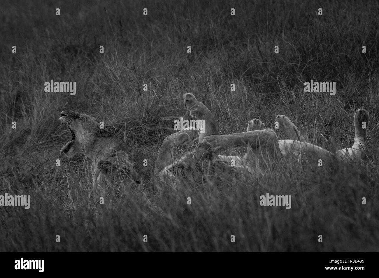 Cette image de Lion est prise à Masai Mara au Kenya. Banque D'Images