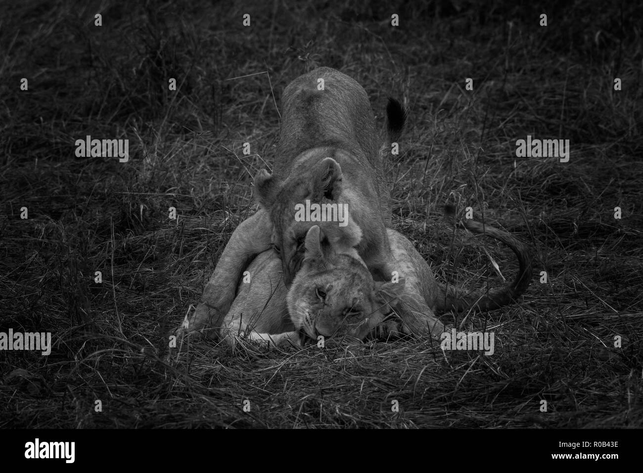 Cette image de Lion est prise à Masai Mara au Kenya. Banque D'Images