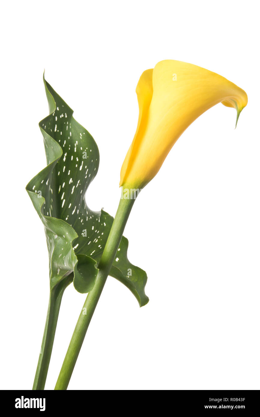 Fleurs Calla jaune isolé sur fond blanc Banque D'Images