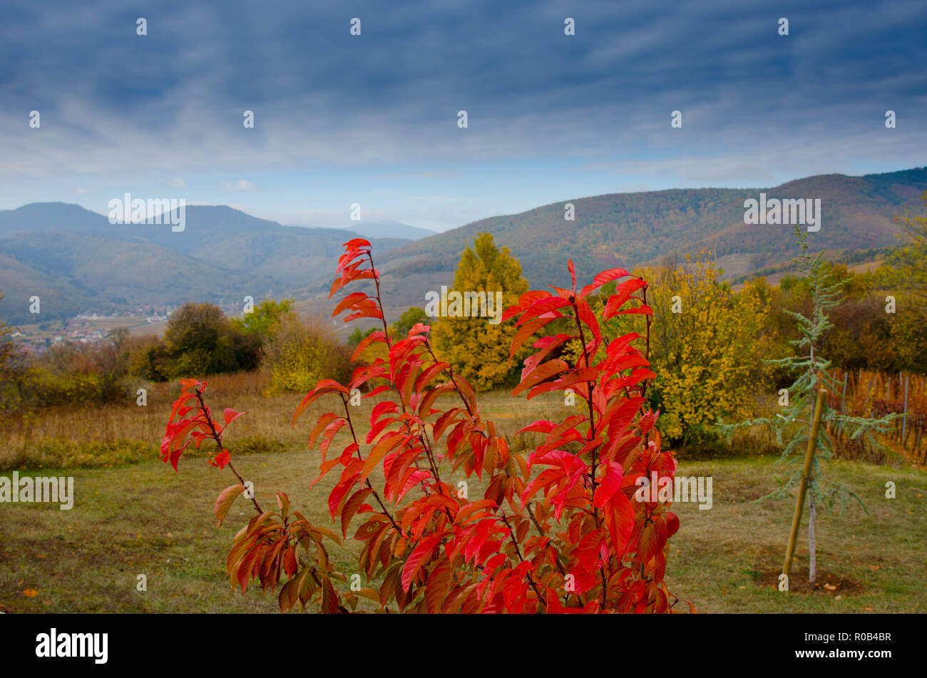 La Vallée de Kaysersberg en Alsace à la fin de l'automne ein franc Banque D'Images
