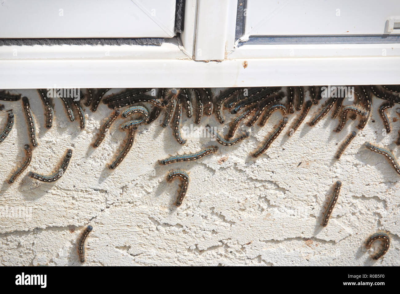 Les livrées grimper sous une fenêtre au cours de l'infestation Banque D'Images