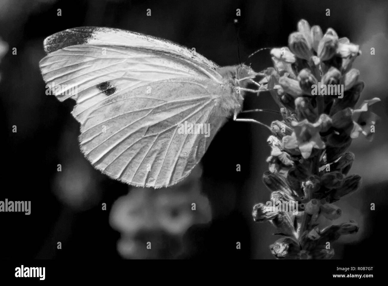 Nectar Boissons papillon sur la lavande Banque D'Images