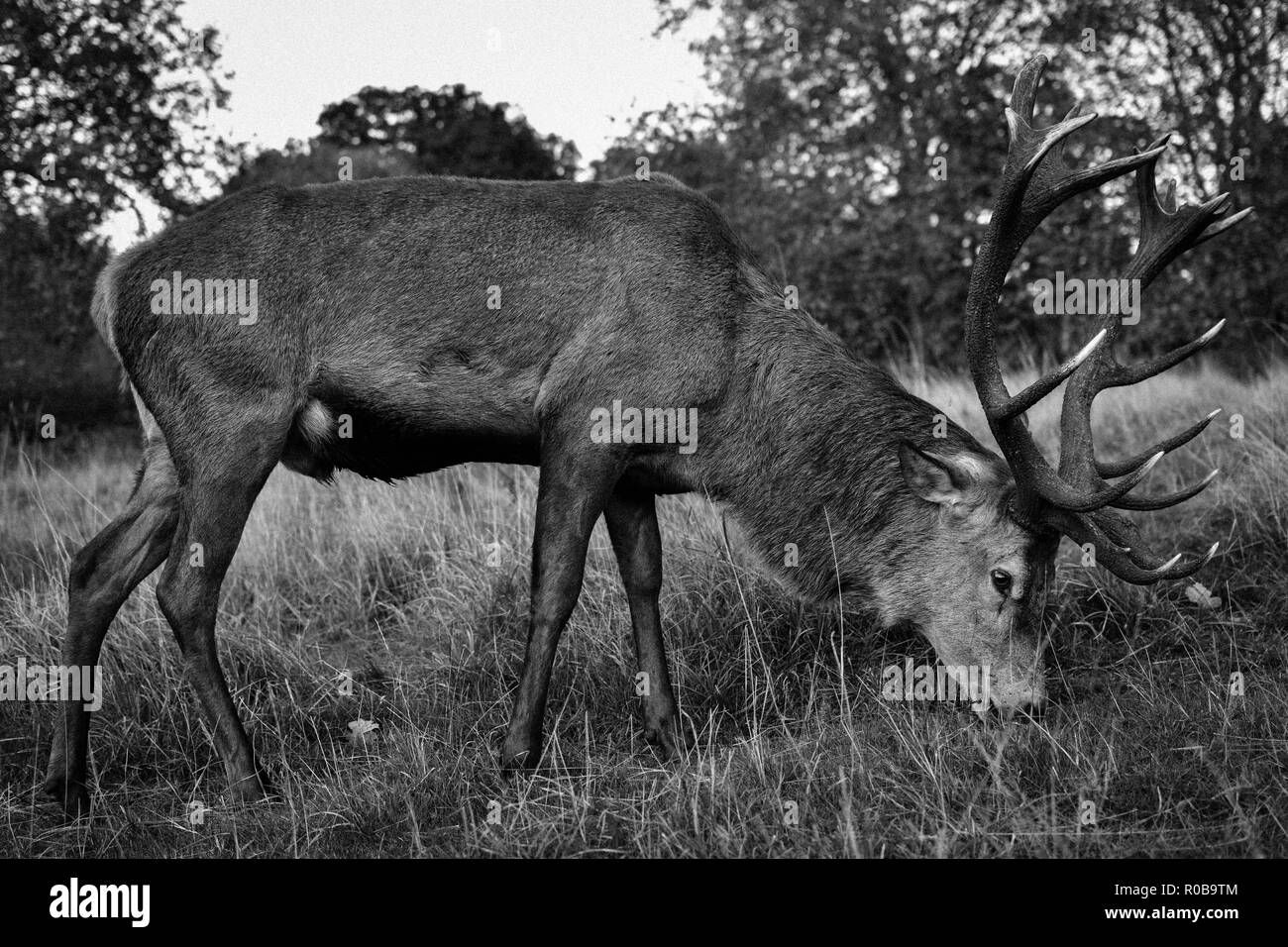 Deer Park Richmond Banque D'Images