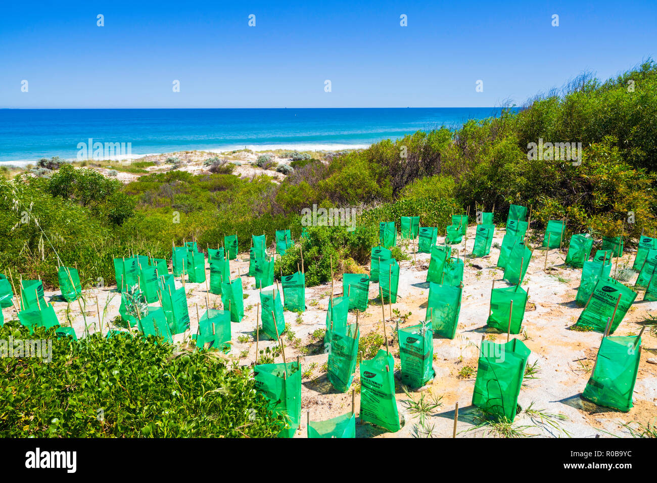 De nouvelles plantes indigènes avec des protecteurs des semis plantés dans une dune de sable de conservation à Cottesloe Beach, Banque D'Images