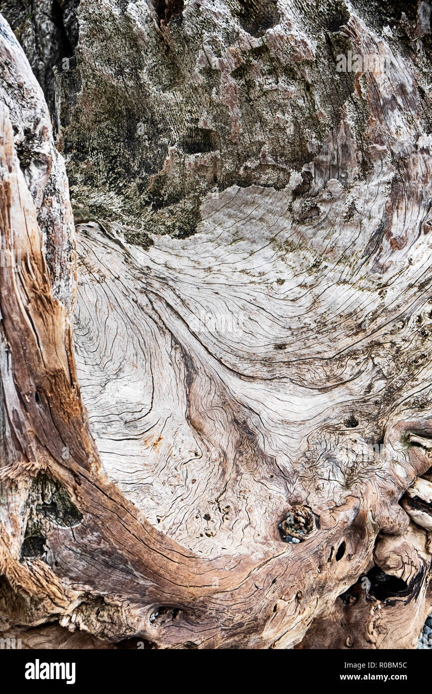 La nature de l'abrégé d'une vieille souche de bois flotté qui montre une vallée naturelle dans les fissures et les crevasses du bois. Banque D'Images
