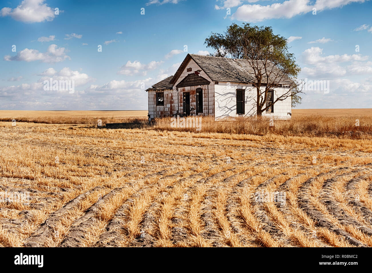 Une petite ferme abandonnée se dresse au milieu d'un champ de blé dans l'Est de Washington. Banque D'Images