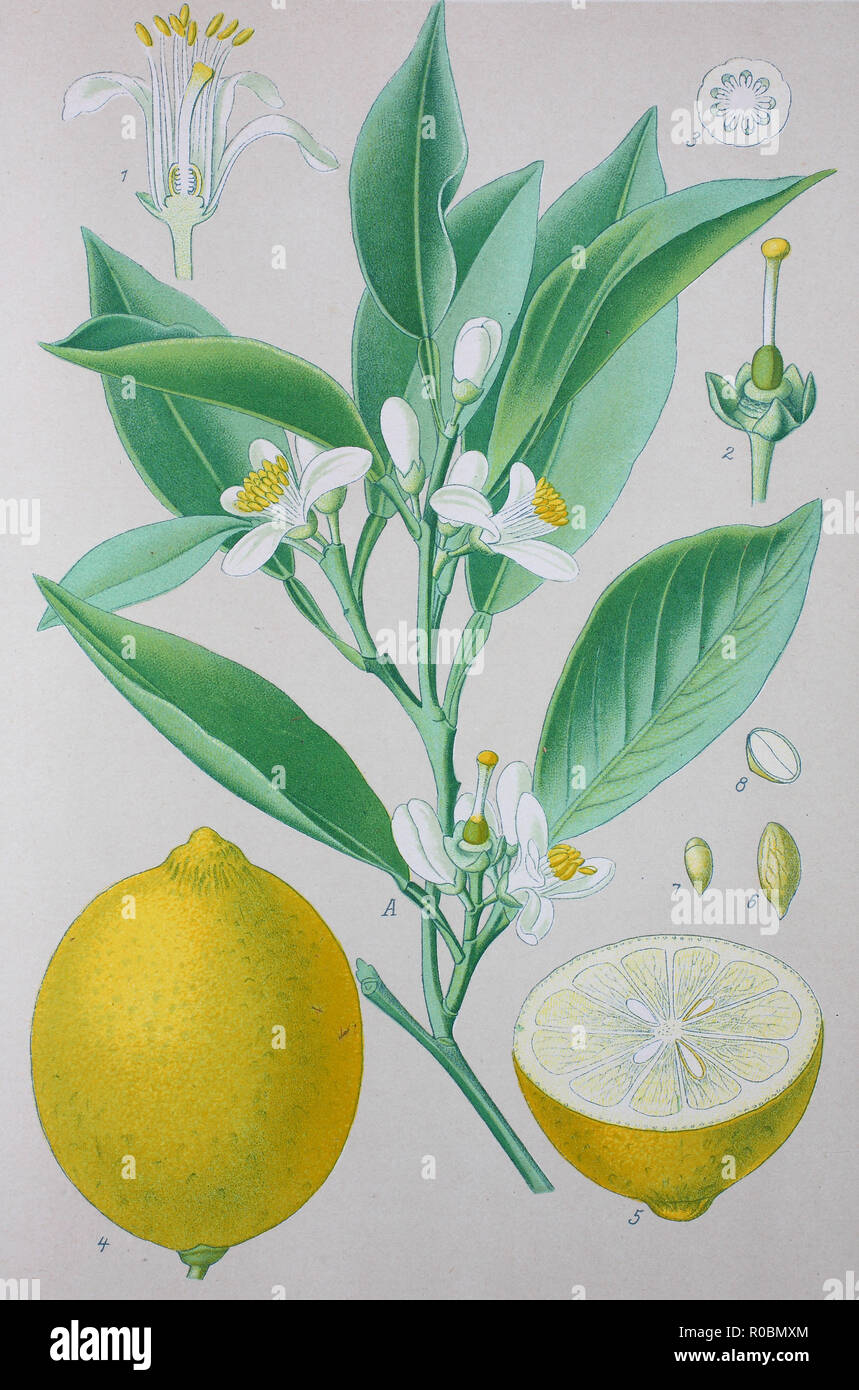 L'amélioration de la reproduction numérique de haute qualité : le citron, Citrus Medica est un grand parfum d'agrumes avec une croûte épaisse Banque D'Images
