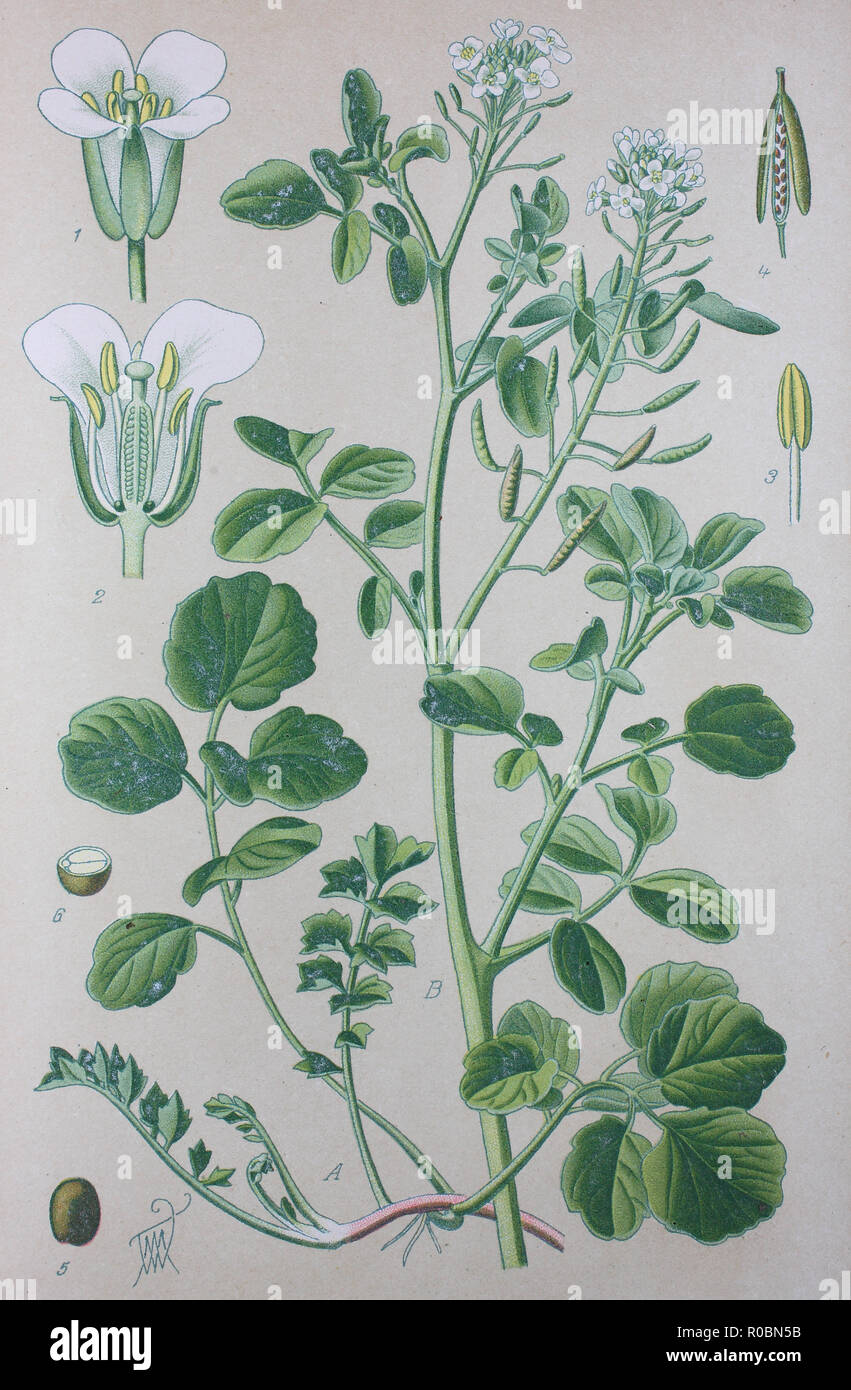 L'amélioration de la reproduction numérique de haute qualité : le cresson ou yellowcress est une espèce de plante aquatique avec le nom botanique Nasturtium officinale Banque D'Images