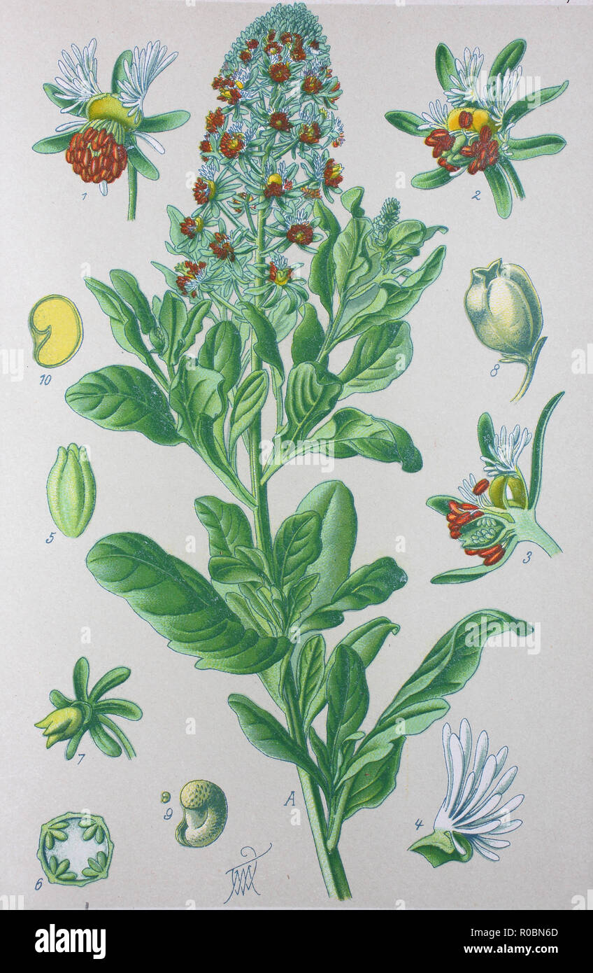 L'amélioration de la reproduction numérique de haute qualité : Reseda odorata est une espèce de plantes de la famille reseda connu sous de nombreux noms communs, y compris jardin et mignonette mignonette commun Banque D'Images