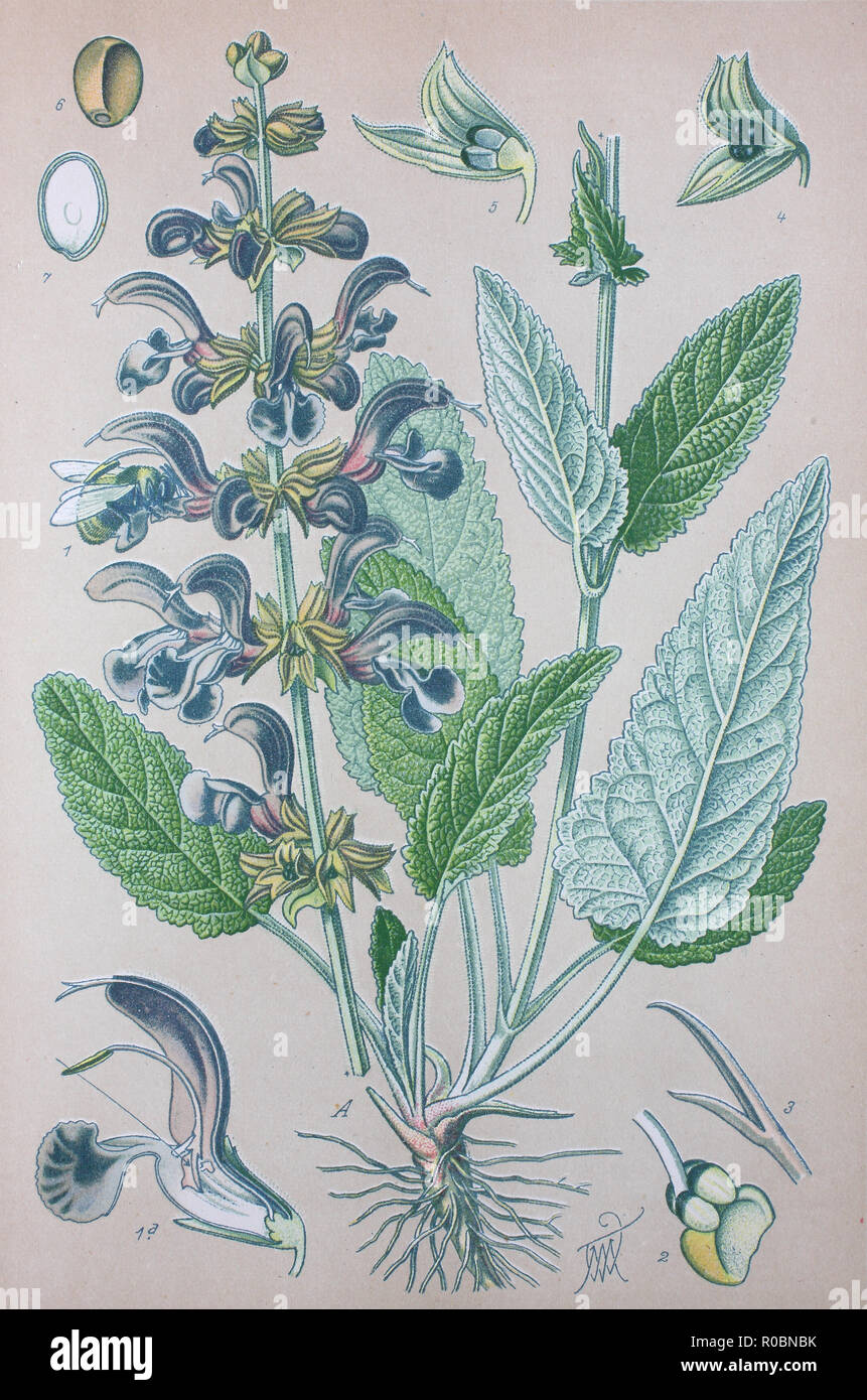L'amélioration de la reproduction numérique de haute qualité : Salvia pratensis, meadow clary sage ou de prairies, est une espèce de plantes de la famille Lamiaceae Banque D'Images