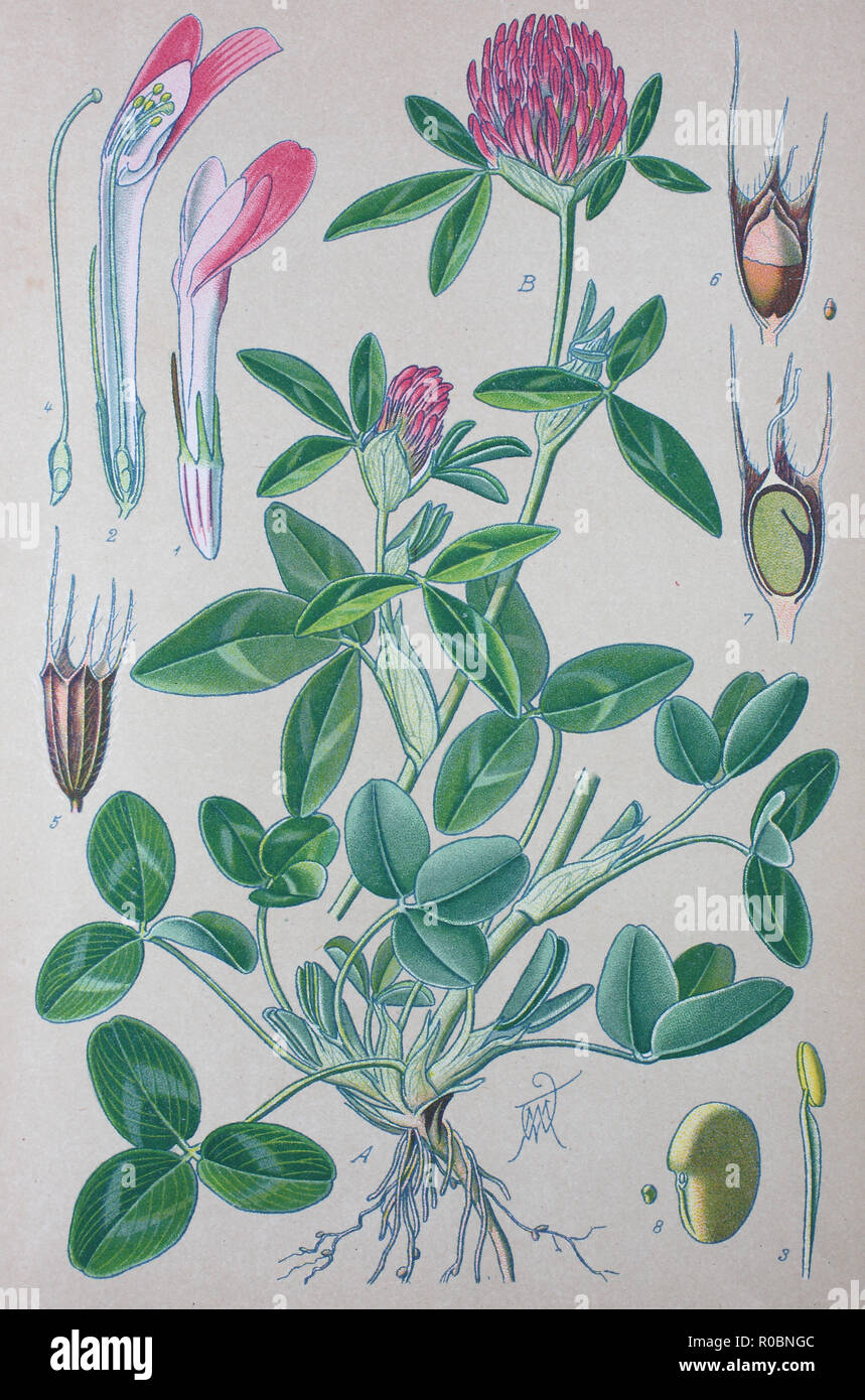 L'amélioration de la reproduction numérique de haute qualité : Trifolium pratense, le trèfle rouge, est une espèce de plantes herbacées de la famille des Fabaceae bean Banque D'Images