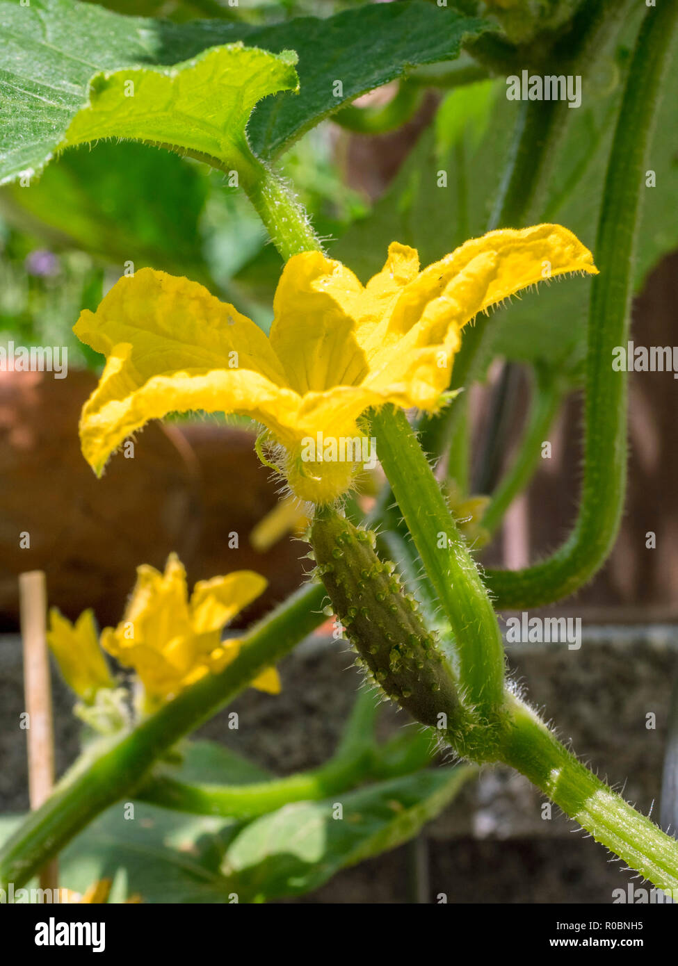 Fleur de concombre - bio concombre (close-up) Banque D'Images