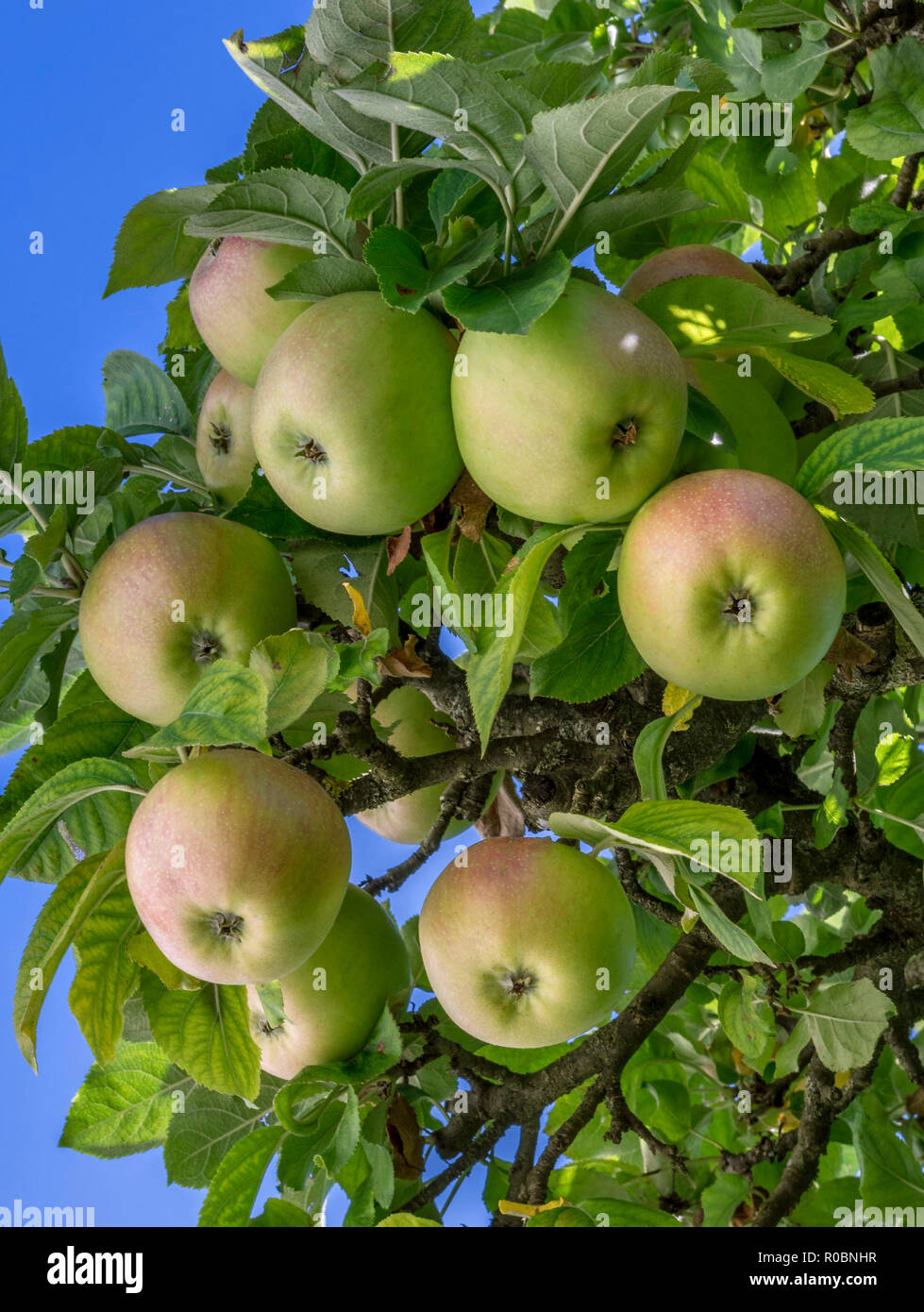 Les pommes biologiques en croissance sur un pommier, Bavaria, Germany, Europe Banque D'Images