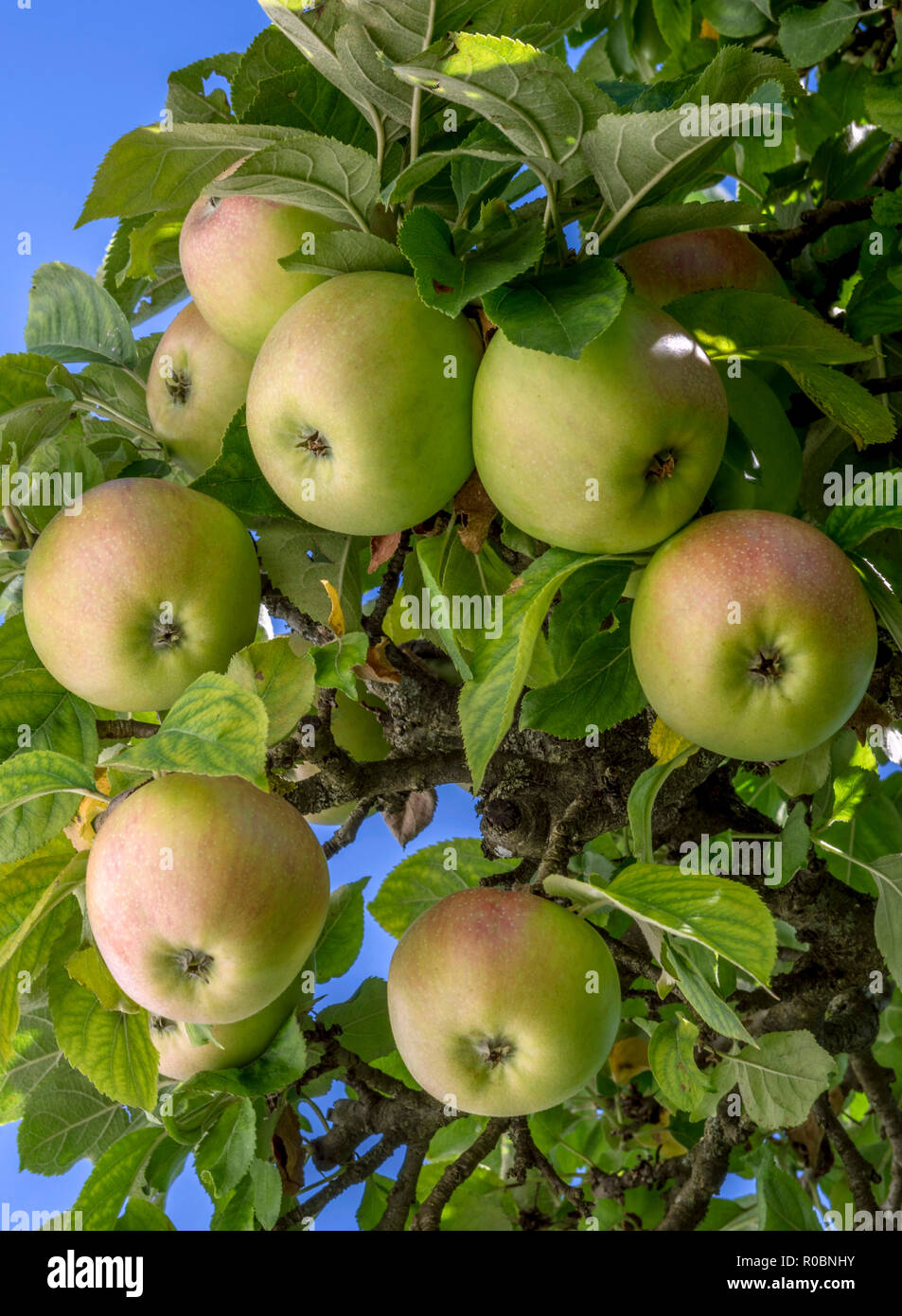 Les pommes biologiques en croissance sur un pommier, Bavaria, Germany, Europe Banque D'Images