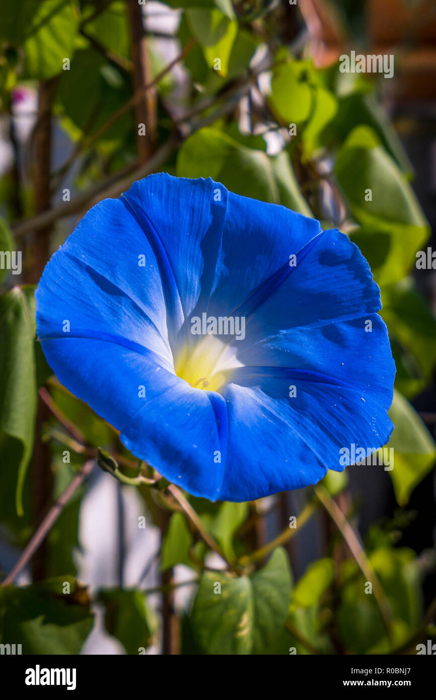 Blue morning glory Ipomoea violacea, Bavaria, Germany, Europe Banque D'Images