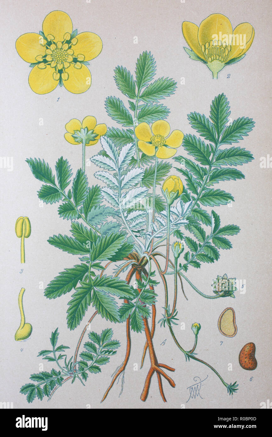 Rose Plant Illustration Photos Rose Plant Illustration