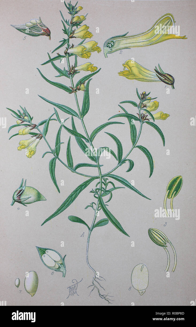 L'amélioration de la reproduction numérique de haute qualité : Melampyrum pratense, vache-blé commun, est une espèce végétale de la famille des Orobanchacées Banque D'Images