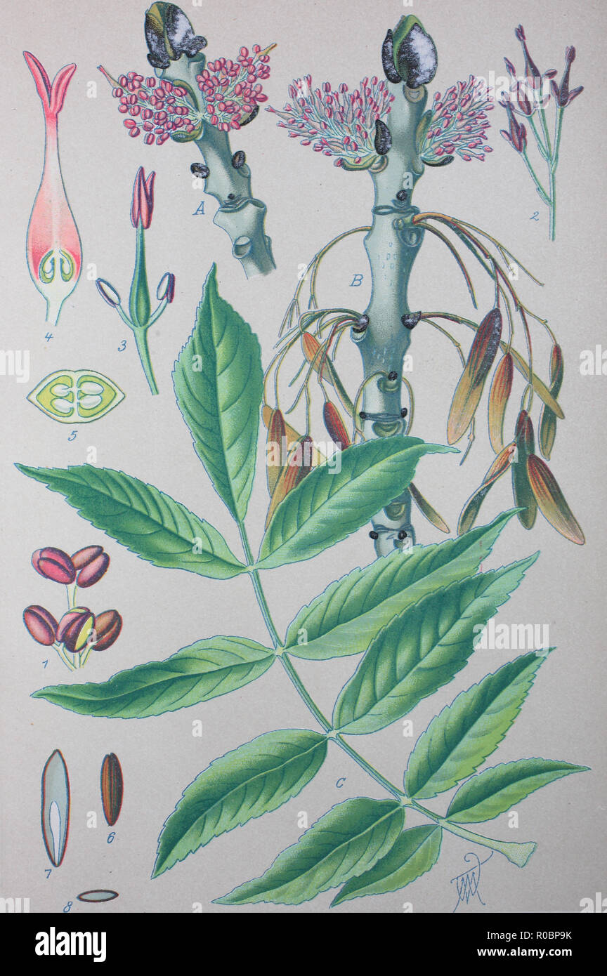 L'amélioration de la reproduction numérique de haute qualité : Fraxinus excelsior, connu comme le frêne, le frêne ou ou frêne commun pour le distinguer des autres types de cendres, est une espèce de plantes à fleurs de la famille des olives Oleaceae Banque D'Images