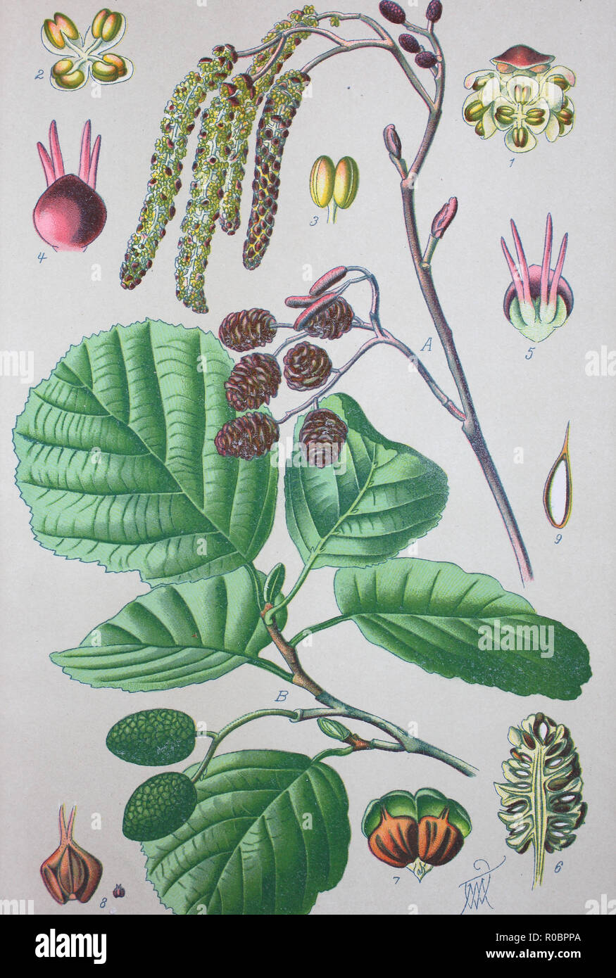 L'amélioration de la reproduction numérique de haute qualité : Alnus glutinosa, l'aulne glutineux, aulne noir, aulne aulne européen ou tout simplement, est une espèce d'arbre de la famille des Bétulacées Banque D'Images