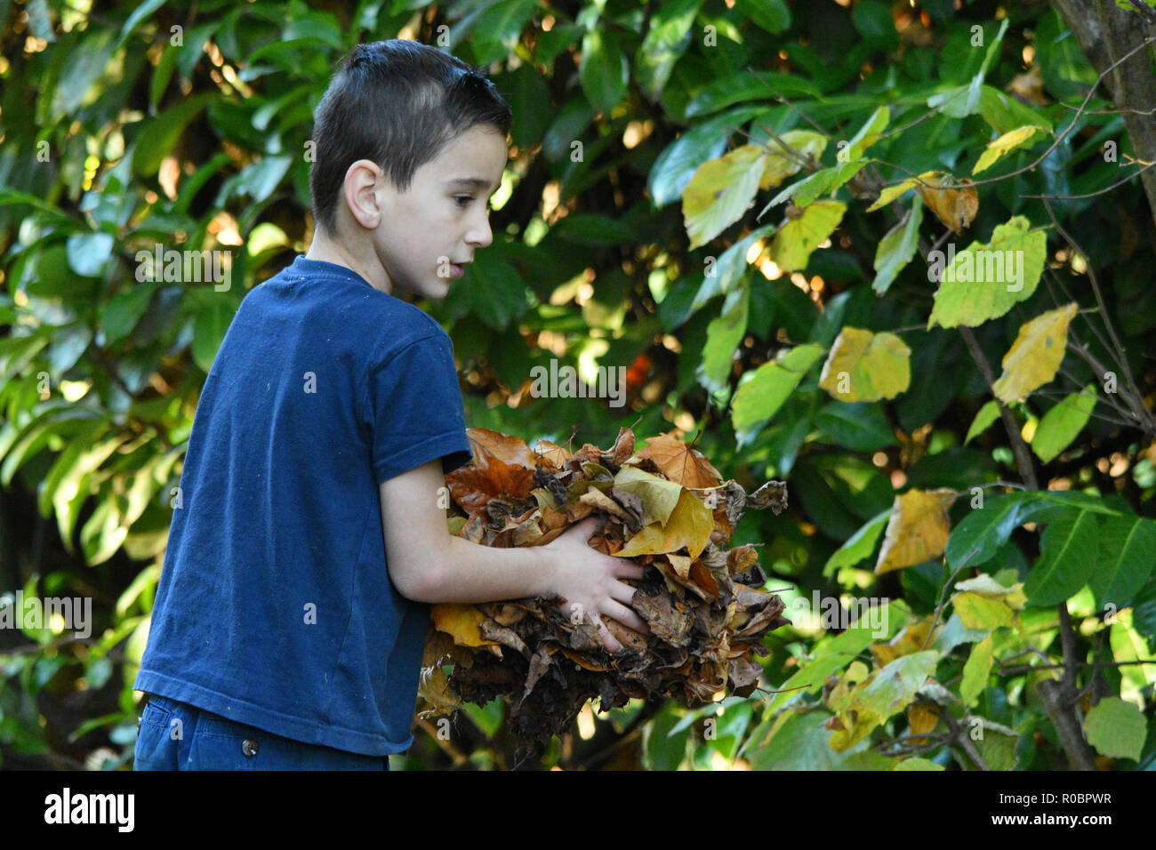 Boy carrying Automne / Fall leaves Banque D'Images