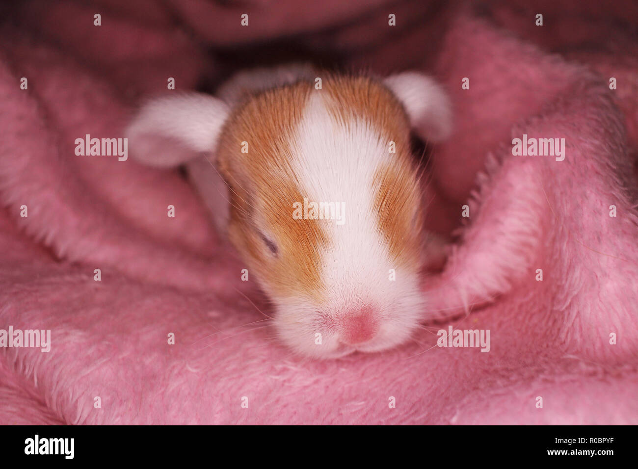 Lapin Belier Nouveau Ne Le 1 Er Jour De Kit Bebe Nouveau Ne Animaux Domestiques Lapins Photo Stock Alamy Lapin Belier Nouveau Ne Le 1 Er Jour De Kit Bebe Nouveau Ne Animaux Domestiques Lapins Photo Stock Alamy