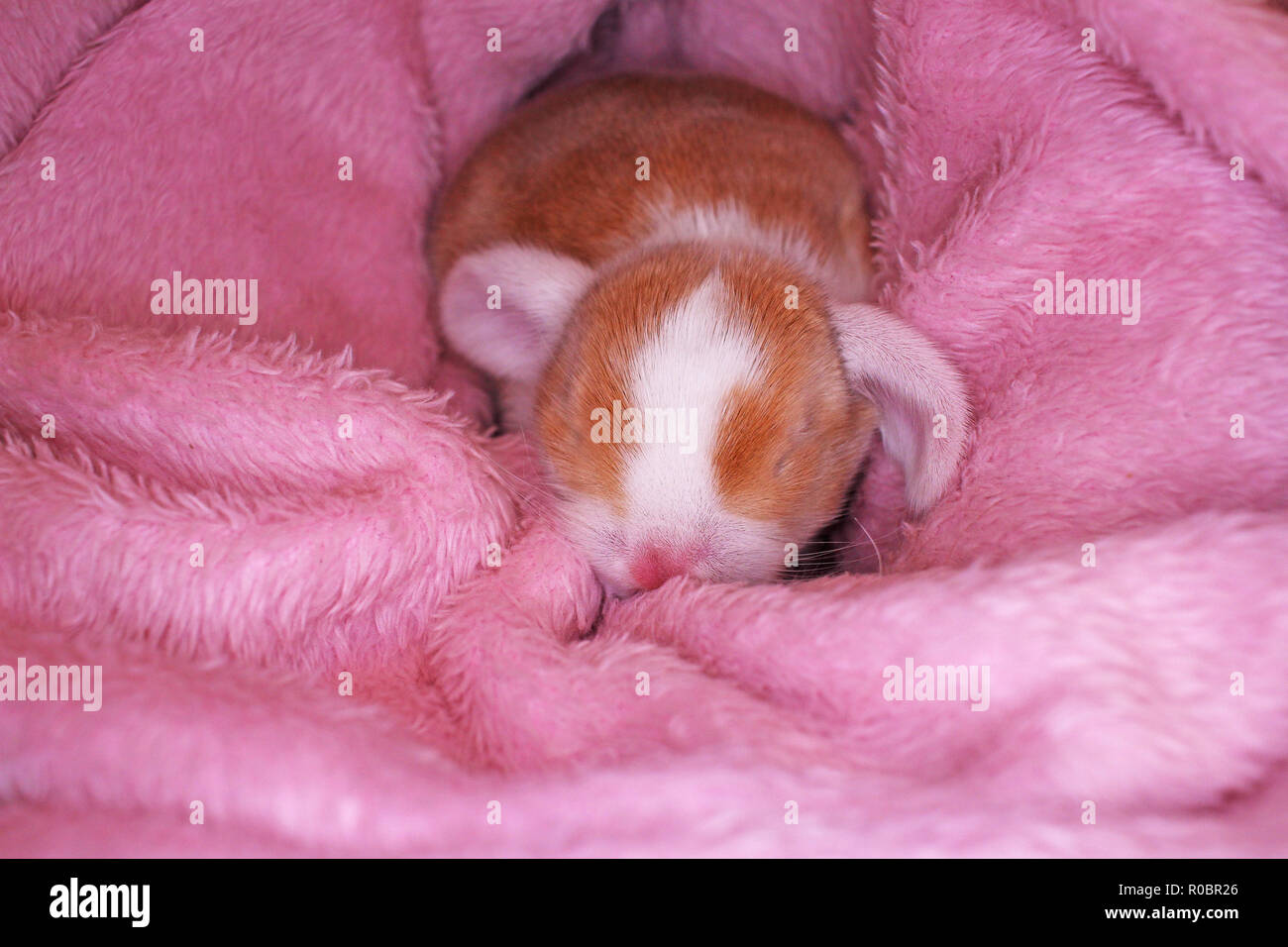 Lapin Belier Nouveau Ne Le 1 Er Jour De Kit Bebe Nouveau Ne Animaux Domestiques Lapins Photo Stock Alamy