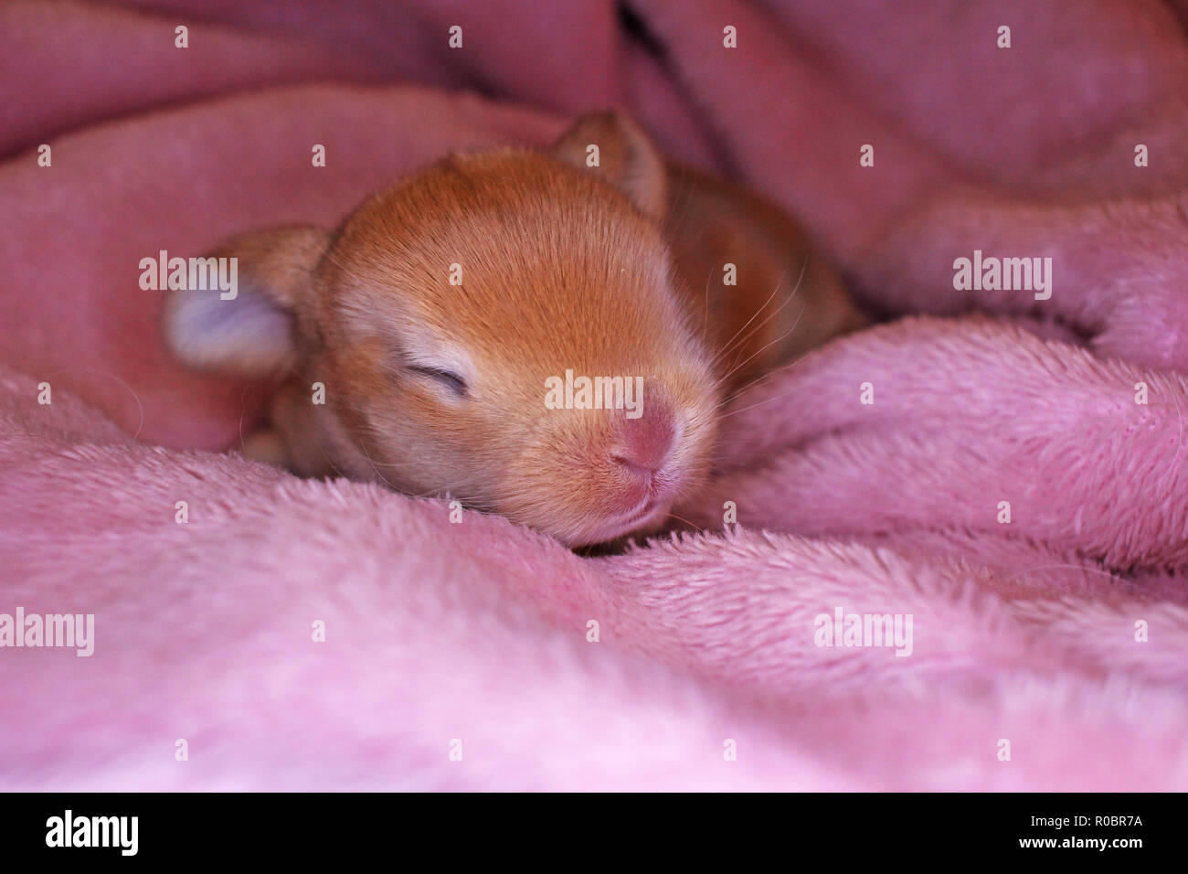 Lapin Belier Nouveau Ne Le 1 Er Jour De Kit Bebe Nouveau Ne Animaux Domestiques Lapins Photo Stock Alamy