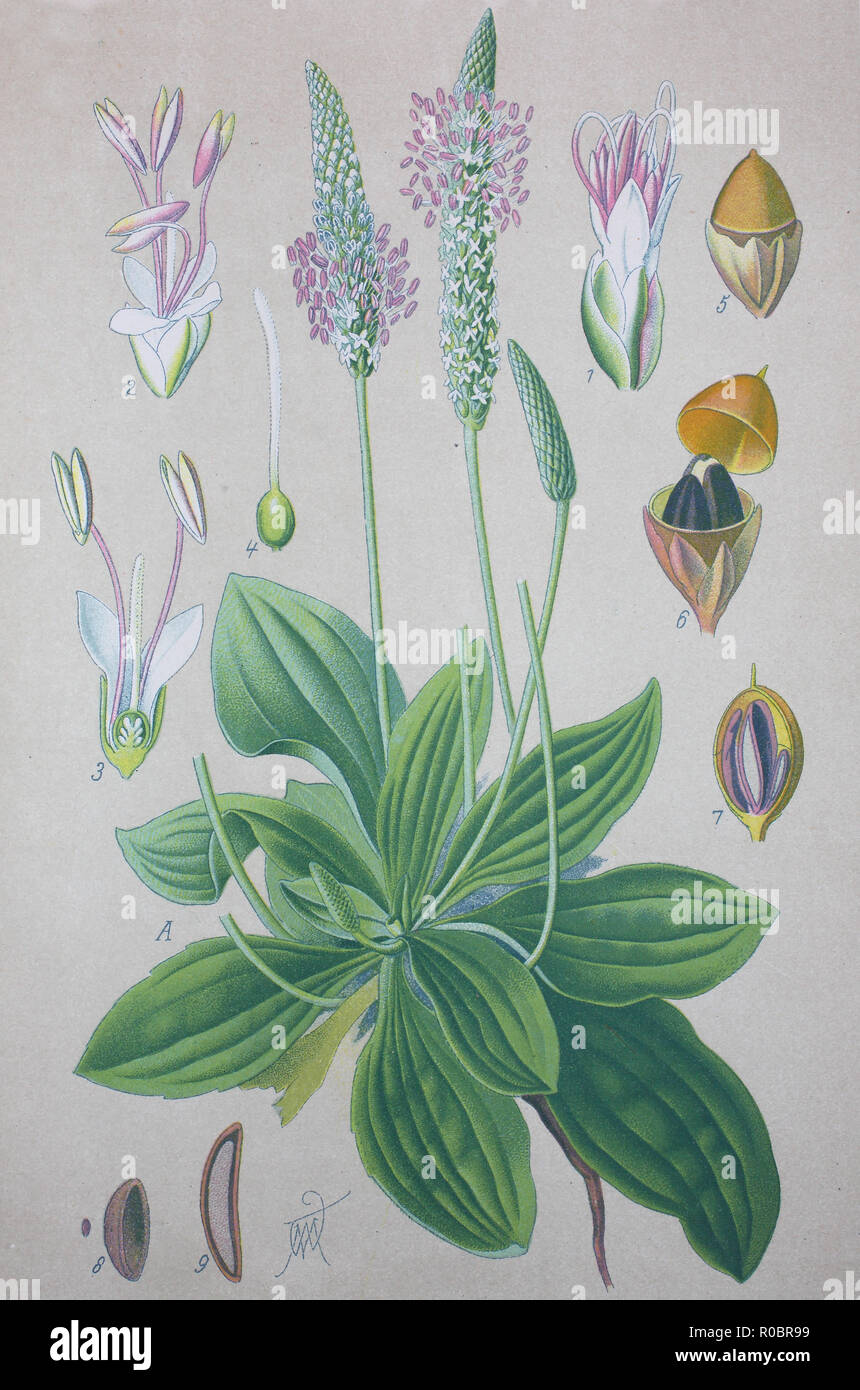 L'amélioration de la reproduction numérique de haute qualité : Plantago media, connu comme le plantain, est une espèce de plantes de la famille Plantaginaceae plantain Banque D'Images
