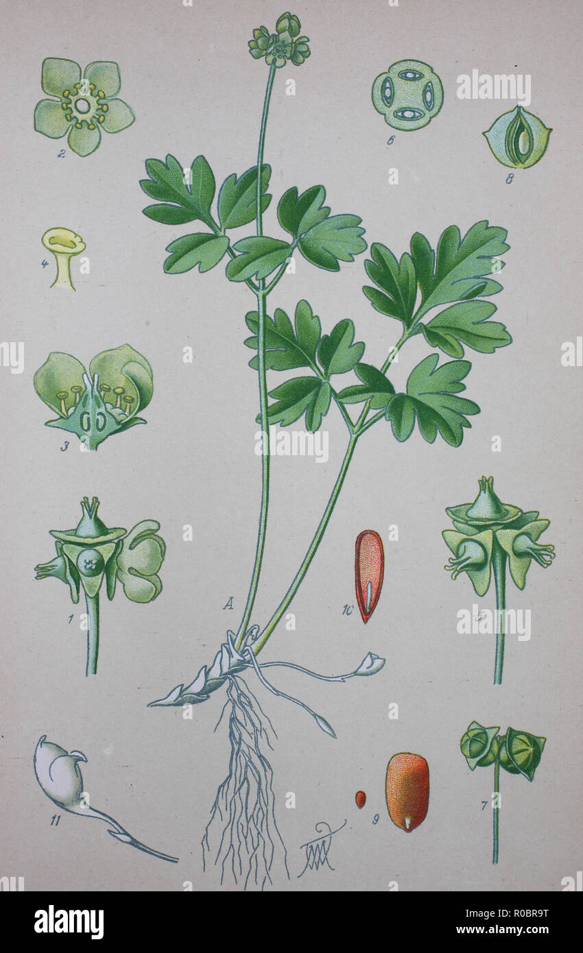 L'amélioration de la reproduction numérique de haute qualité : moschatel Adoxa moschatellina, cinq, face à l'évêque, hollowroot muskroot, mairie, réveil, Crowfoot, est une plante herbacée vivace de la famille Adoxaceae Banque D'Images