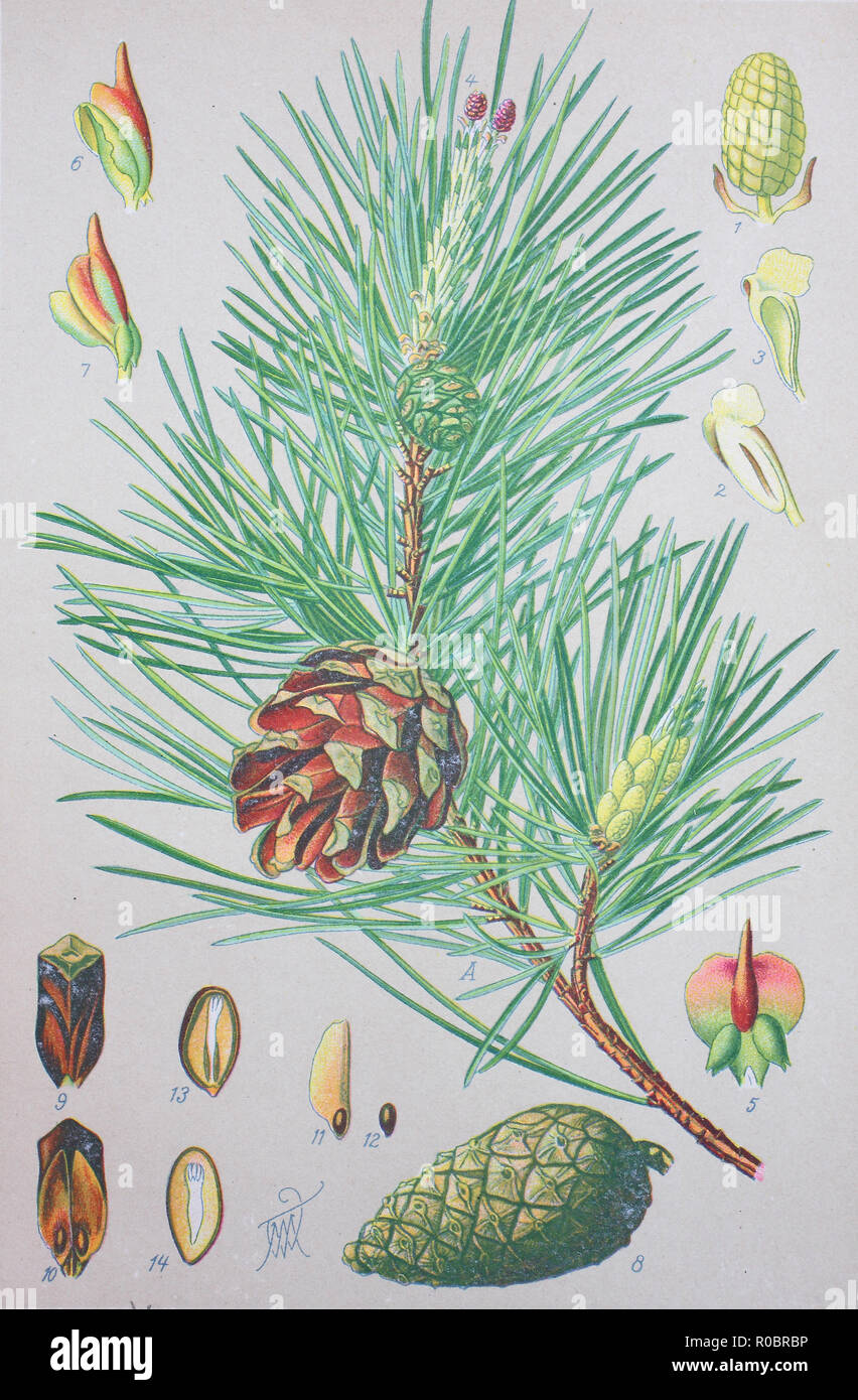 L'amélioration de la reproduction numérique de haute qualité : le pin sylvestre, Pinus sylvestris, est une espèce de pin qui est originaire d'Eurasie Banque D'Images