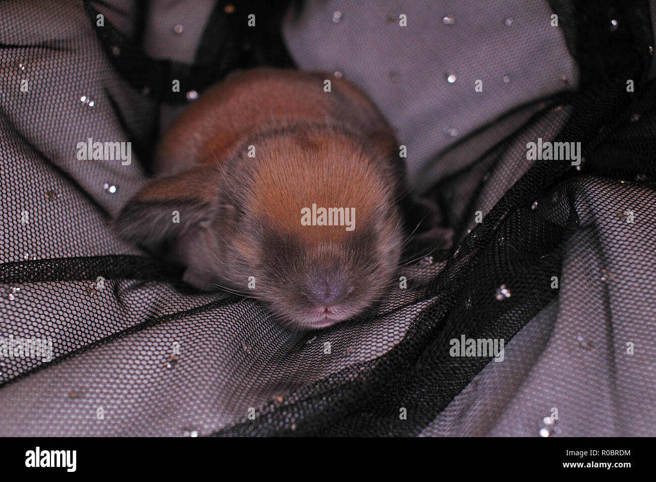 Lapin Belier Nouveau Ne Le 1 Er Jour De Kit Bebe Nouveau Ne Animaux Domestiques Lapins Photo Stock Alamy Lapin Belier Nouveau Ne Le 1 Er Jour De Kit Bebe Nouveau Ne Animaux Domestiques Lapins Photo Stock Alamy