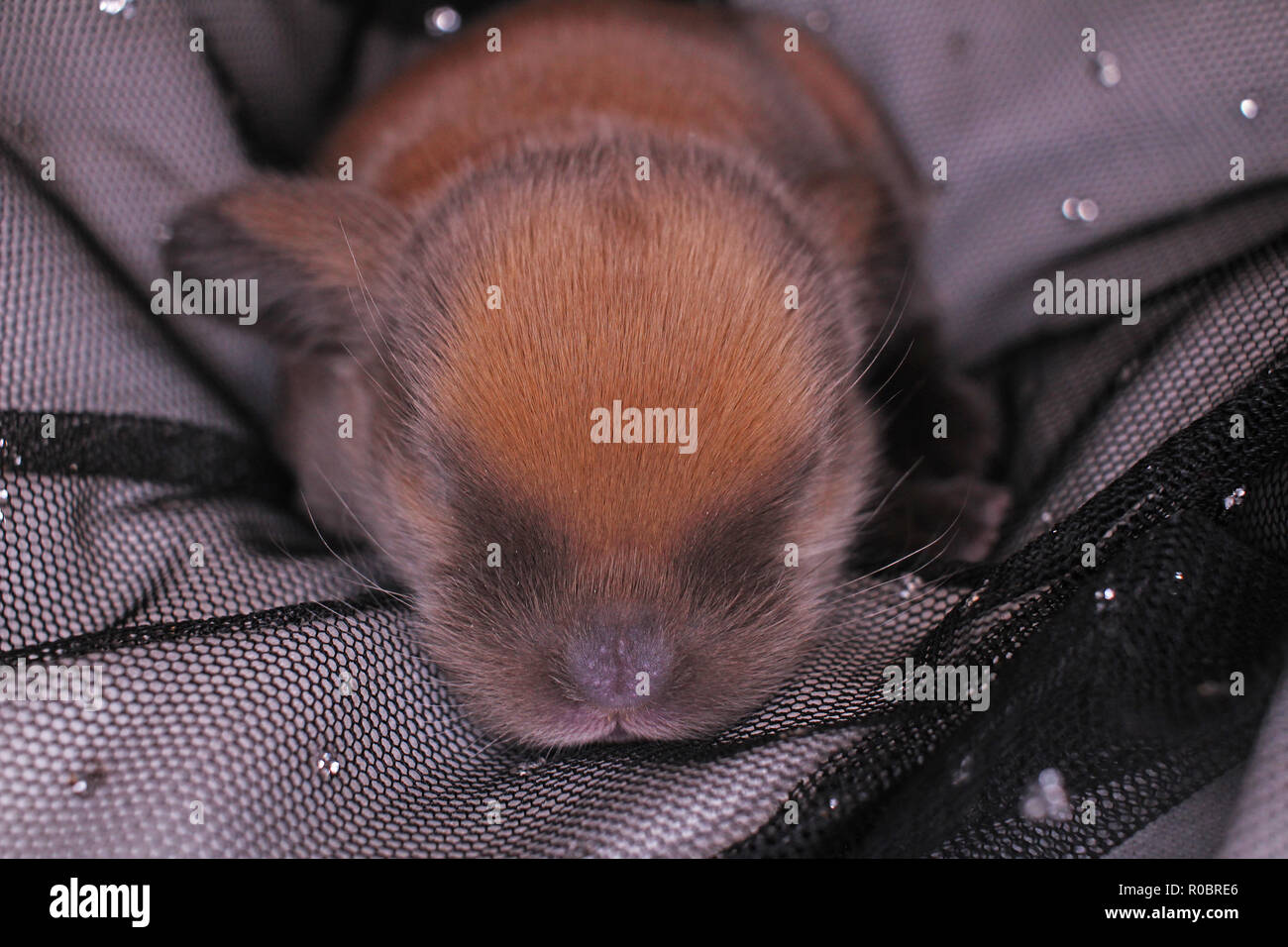 Lapin Belier Nouveau Ne Le 1 Er Jour De Kit Bebe Nouveau Ne Animaux Domestiques Lapins Photo Stock Alamy