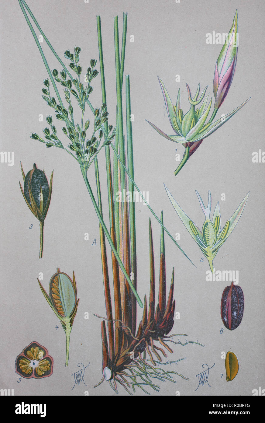 L'amélioration de la reproduction numérique de haute qualité : Juncus effusus, avec les noms communs common rush ou soft rush, est une herbacée vivace espèces de plantes à fleurs de la famille des Juncaceae Banque D'Images