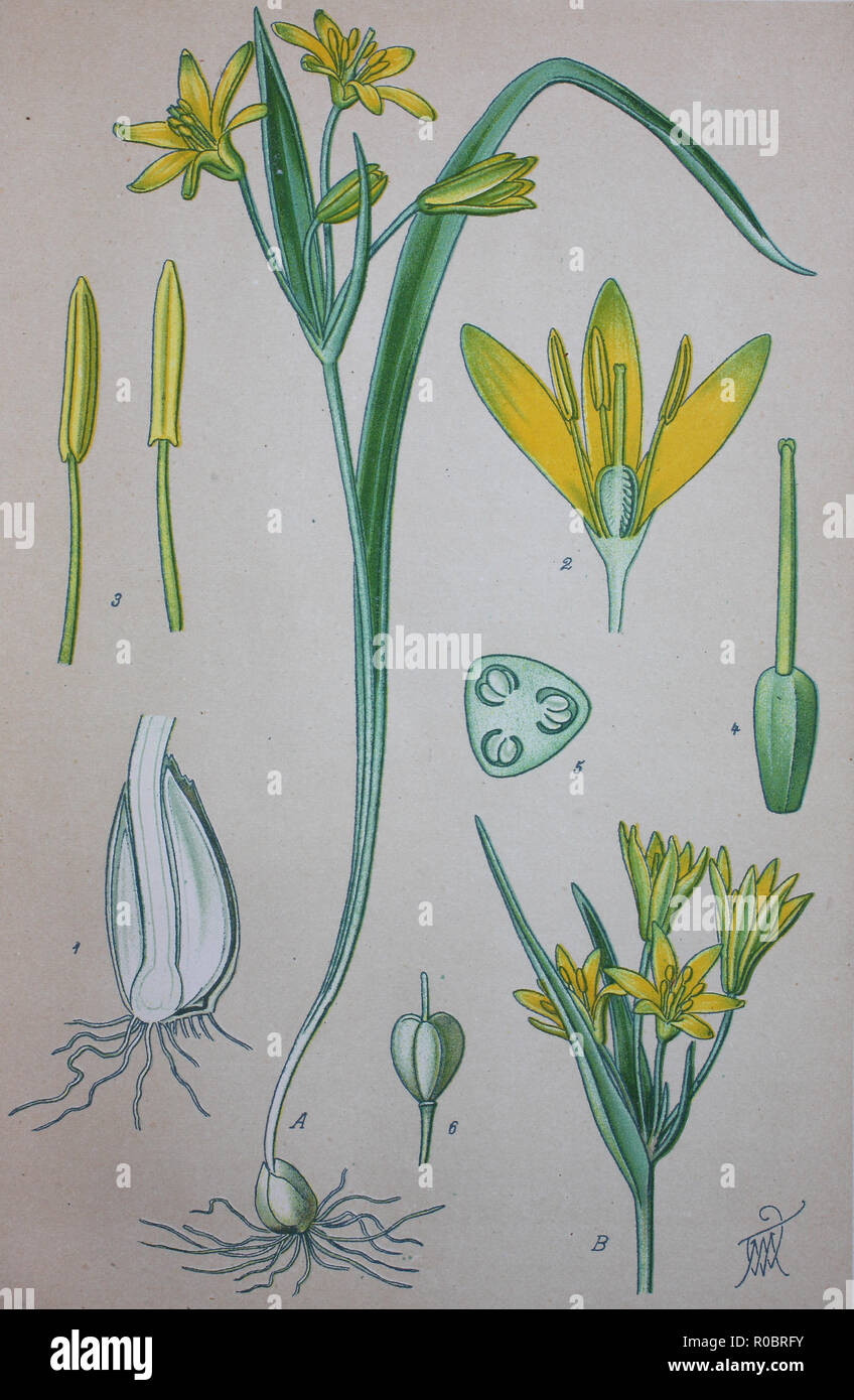 L'amélioration de la reproduction numérique de haute qualité : Gagea lutea, l'étoile jaune-de-Bethléem, est une espèces de plantes à fleurs de la famille des Liliaceae Banque D'Images