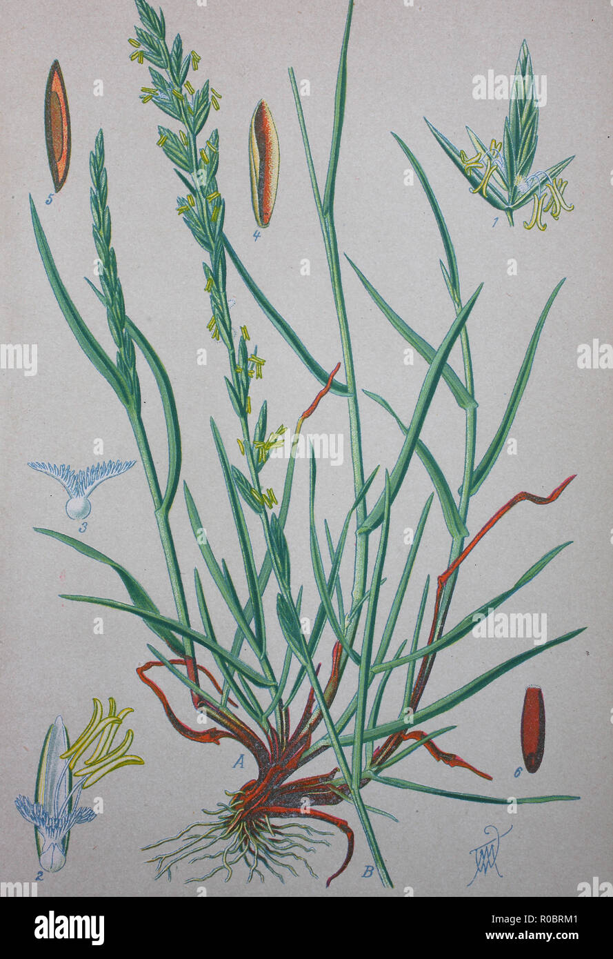 L'amélioration de la reproduction numérique de haute qualité : Lolium perenne ray-grass vivace, nom commun, ray-grass anglais, ray-grass d'hiver, ou ray grass, est une herbe de la famille des Poacées Banque D'Images