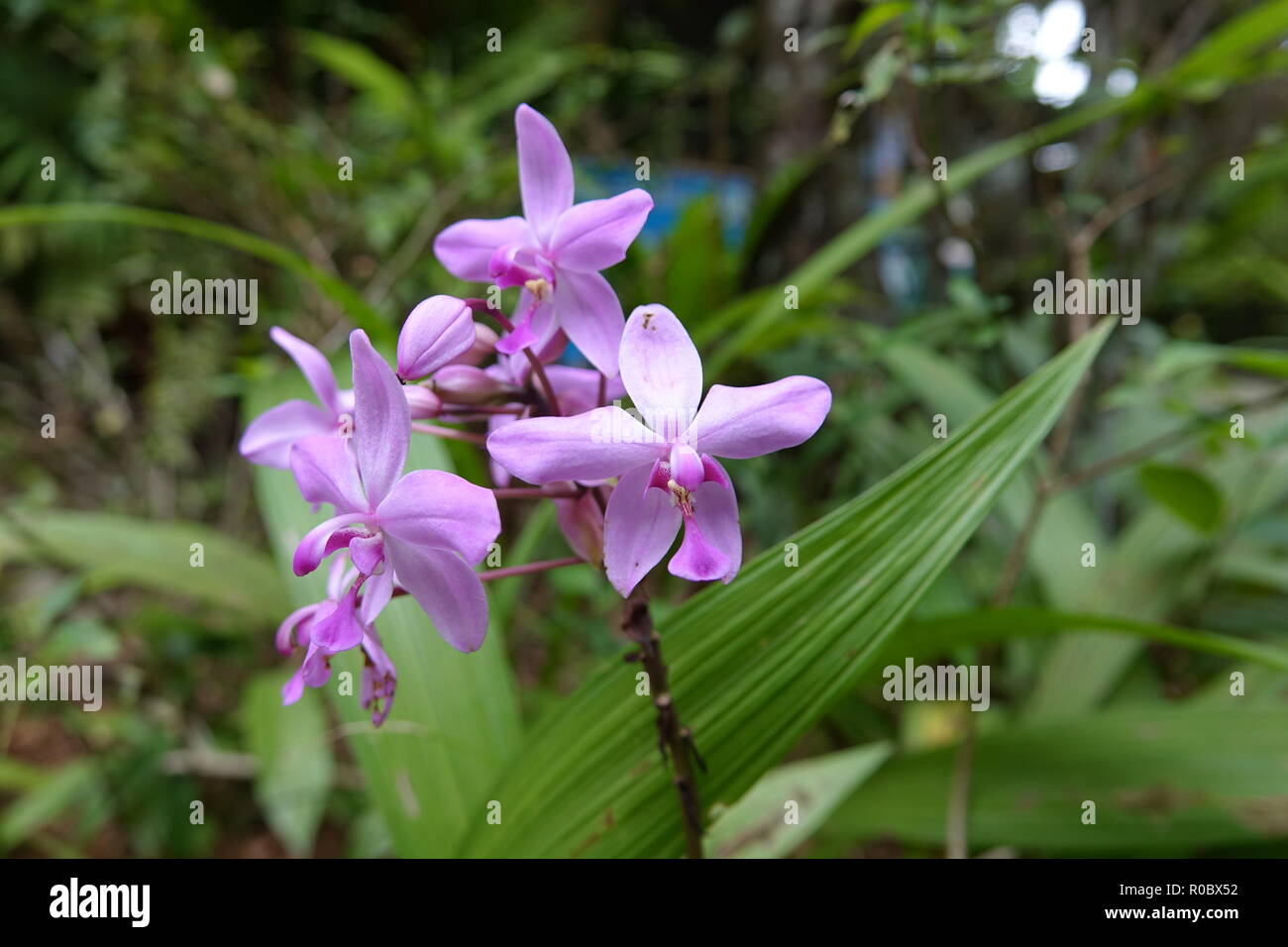Orchidée Spathoglottis plicata, masse, Orchidaceae, parc national de Daintree, Far North Queensland, Australie Banque D'Images