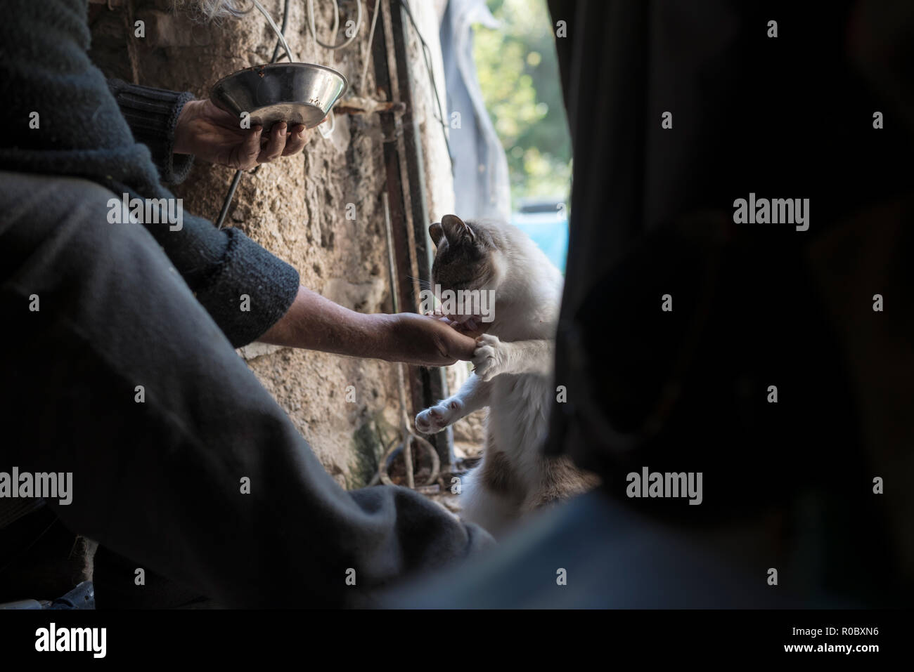 Scène sombre de l'homme chat l'alimentation de la cuvette dans le hangar. Banque D'Images