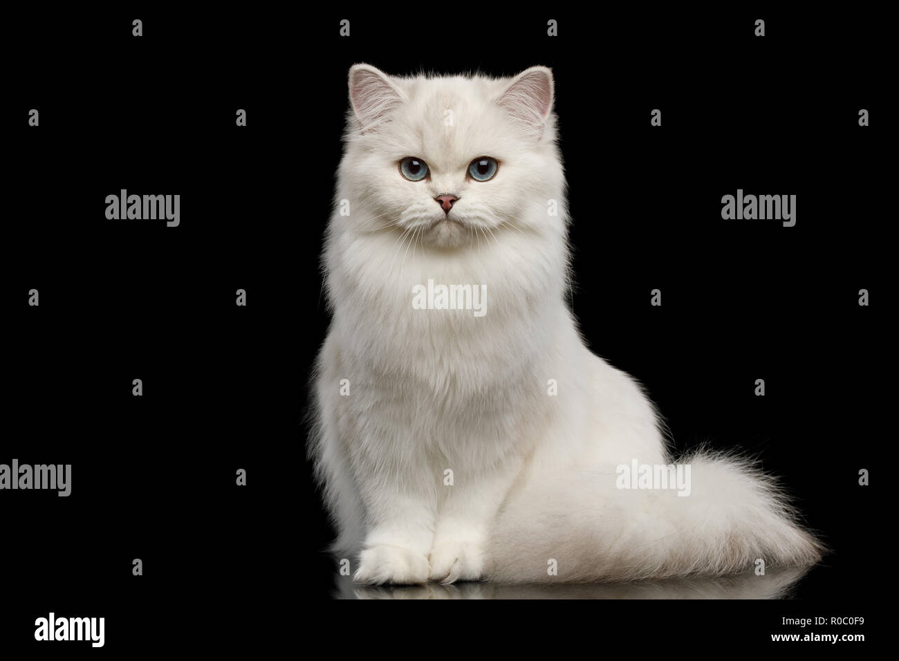 La Race De Chat Adorable Couleur Blanc Aux Yeux Bleus Et A La Seance A Huis Clos Sur Un Fond Noir Front View Photo Stock Alamy La Race De Chat Adorable Couleur Blanc Aux Yeux Bleus Et A La Seance A Huis Clos Sur Un Fond Noir Front View Photo Stock Alamy