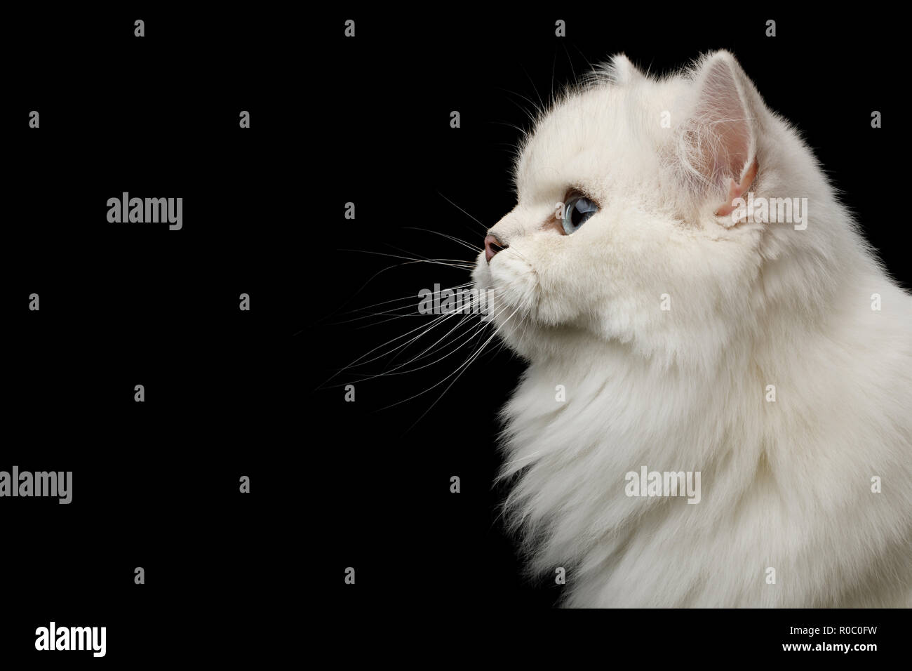 Portrait De La Race De Chat Blanc Aux Yeux Bleus L Autre Sur Fond Noir Isole Vue De Profil Photo Stock Alamy Portrait De La Race De Chat Blanc Aux Yeux Bleus L Autre Sur Fond Noir Isole Vue De Profil Photo Stock Alamy