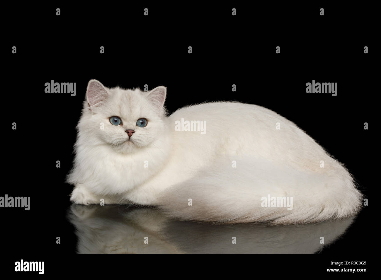 La Race De Chat Mignon Couleur Beige Avec Des Yeux Bleus Le Mensonge Et L Air Curieux Isole Sur Fond Noir Side View Photo Stock Alamy La Race De Chat Mignon Couleur Beige Avec Des Yeux Bleus Le Mensonge Et L Air Curieux Isole Sur Fond Noir Side View Photo Stock Alamy