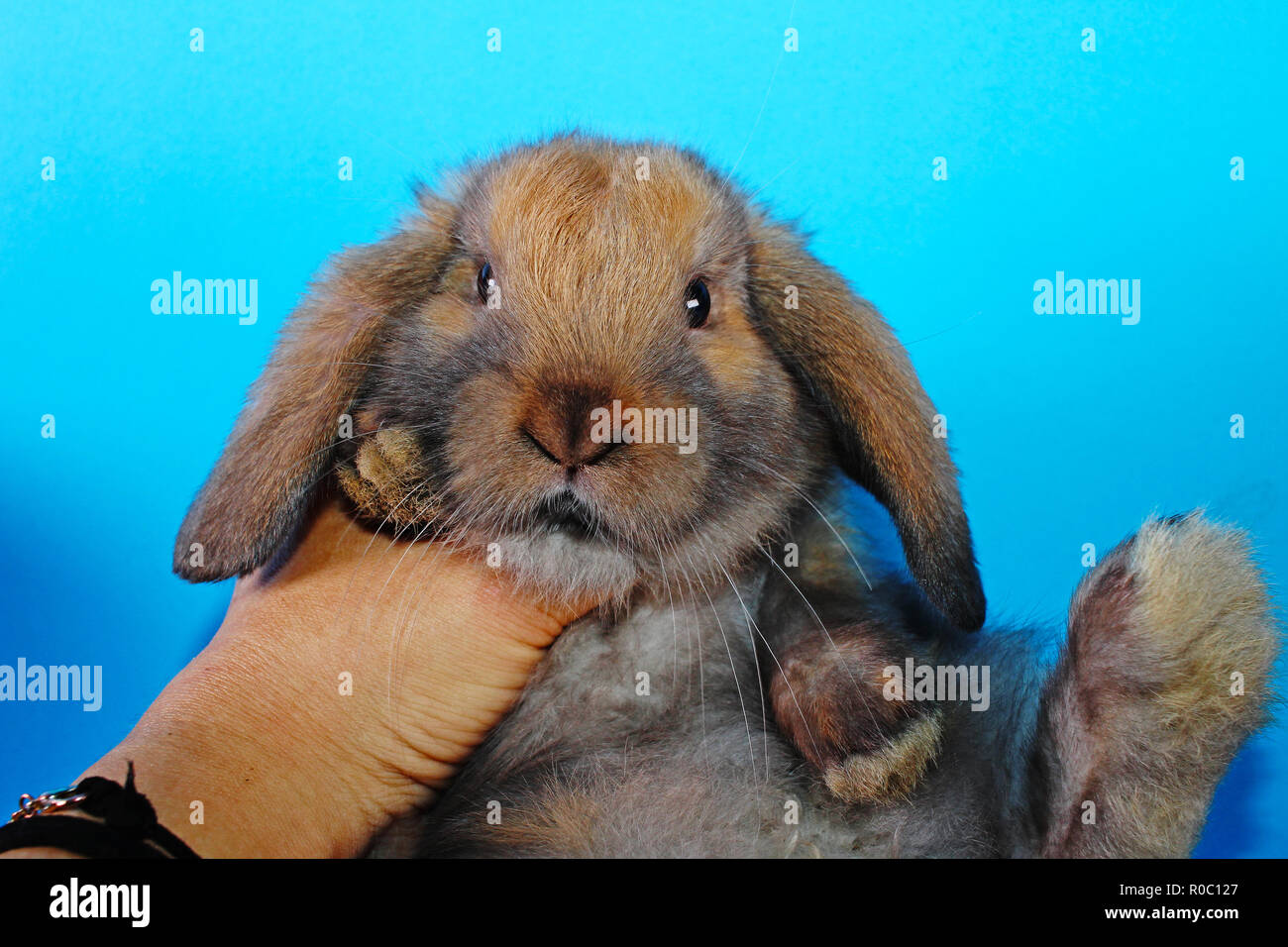 Jeune mignon petit lapin lapins nains oreilles lop Banque D'Images