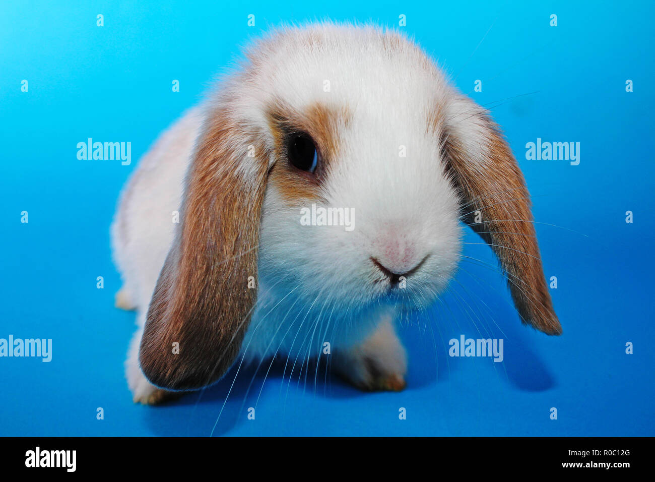 Jeune mignon petit lapin lapins nains oreilles lop Banque D'Images