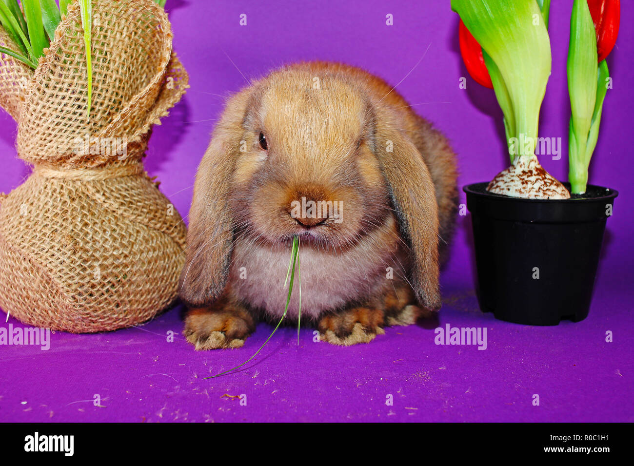 Jeune mignon petit lapin lapins nains oreilles lop Banque D'Images