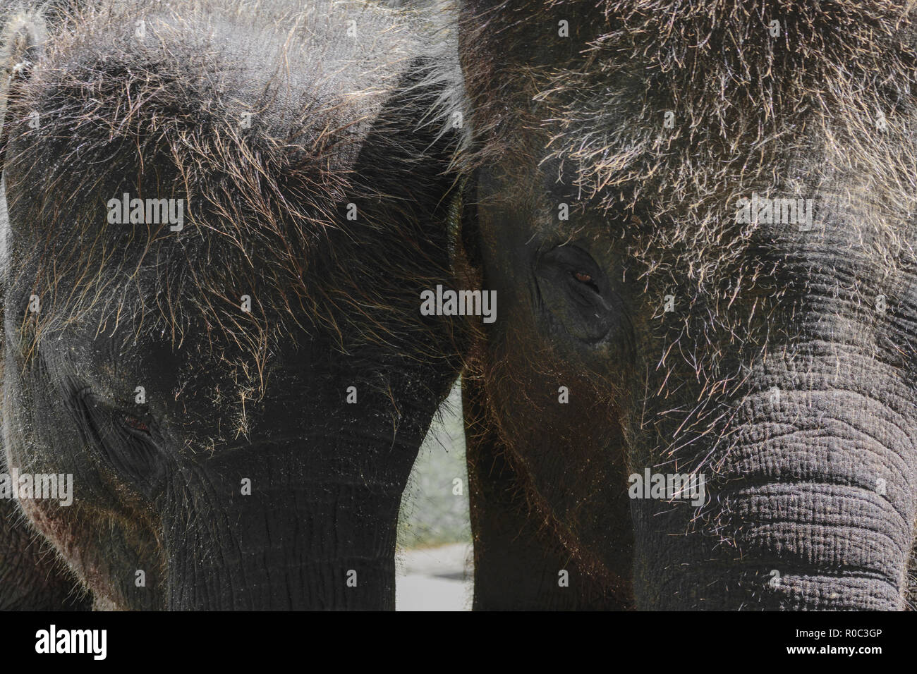 Deux jeunes éléphants de Sumatra et poilue debout à côté de l'autre Banque D'Images