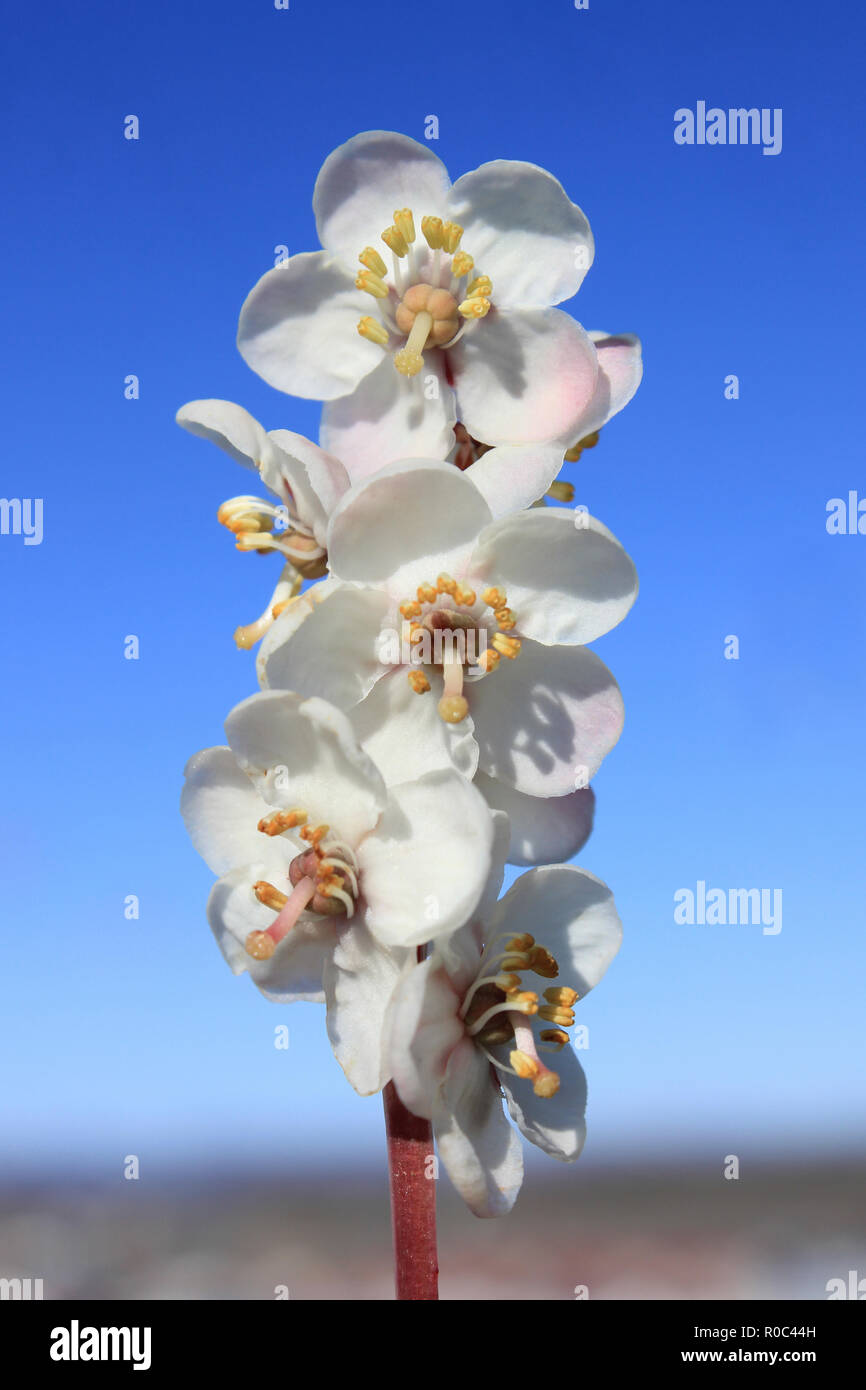 Grande fleur, gaulthérie Pyrola grandiflora Banque D'Images