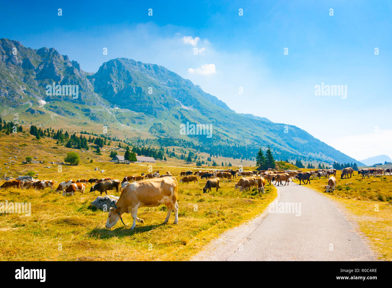 Vaches qui paissent dans les pâturages le long de la route de Montasio Plateau dans les Alpes Juliennes au cours de l'été, Sella Nevea, Friuli, Italie Banque D'Images