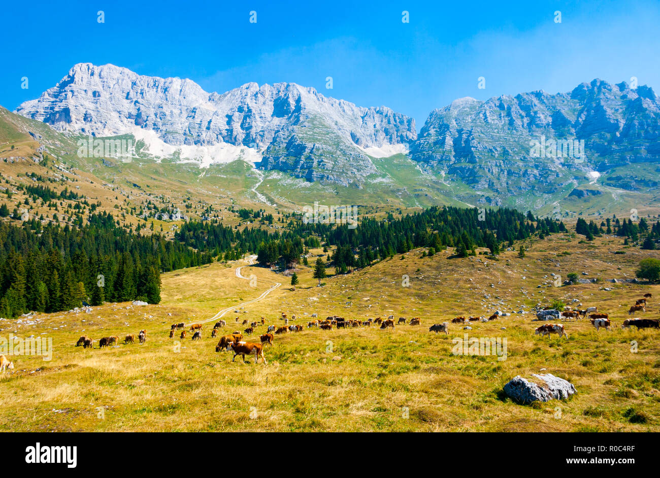 Les vaches qui paissent dans les pâturages de Montasio Plateau dans les Alpes Juliennes au cours de l'été, Sella Nevea, Friuli, Italie Banque D'Images